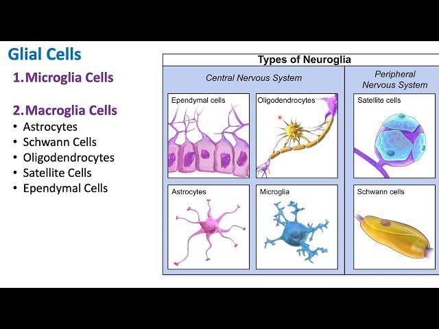 Glial Cells | Nervous System | Biology