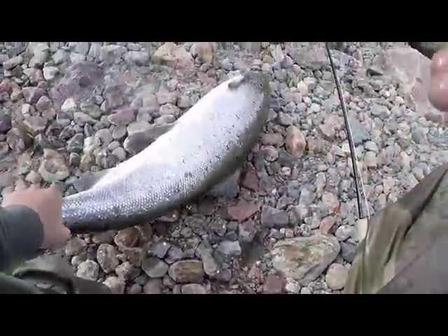 salmon fishing in torne river