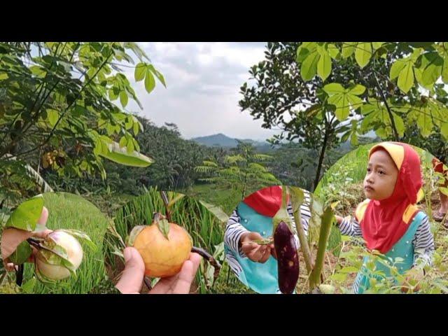 Azzah Main ke Sawah Buyut, ada Banyak Buah Ciplukan, Terong dan Cabai - Rahman Azzah