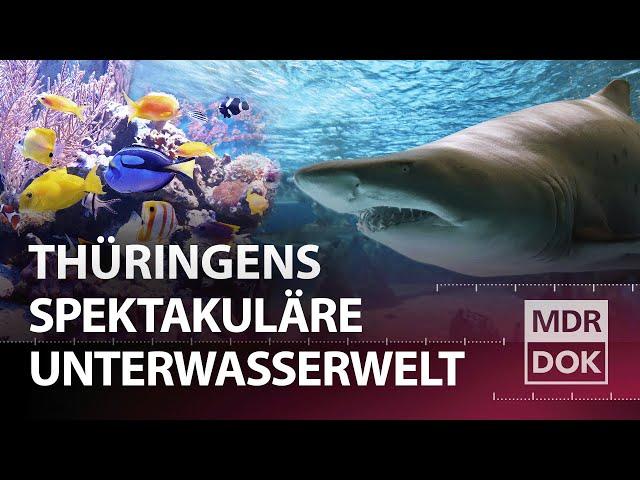 Haie im Thüringer Wald - Das Meeresaquarium Zella-Mehlis | Entdecke den Osten | MDR DOK