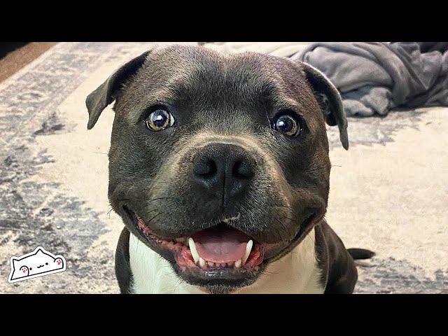 Staffy Bull Terrier Loves People But is Afraid of ONE THING | Cuddle Dogs