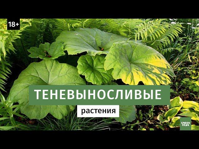 Теневой цветник. Что посадить в тени.