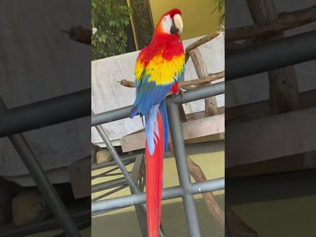  #macaws #Macaw #paradise #paradisebirds #paradisebird #bird #birdie #birdwatching #birdwatch