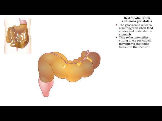 Haustral churning, Gastrocolic reflex and mass peristalsis & Defecation