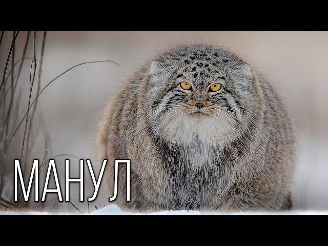 Manul: Free steppe hermit | Interesting facts about Pallasov the cat