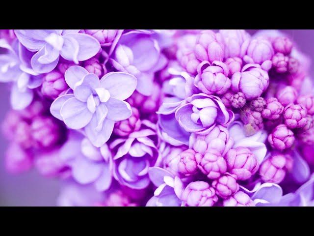 Enhance Self Love | Relaxing Music 528Hz | Positive Energy Cleanse | Ancient Frequency Healing