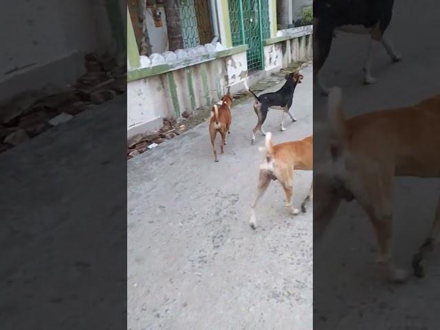 কুকুরের ডাক## dogs are barking#short video # please subscribe