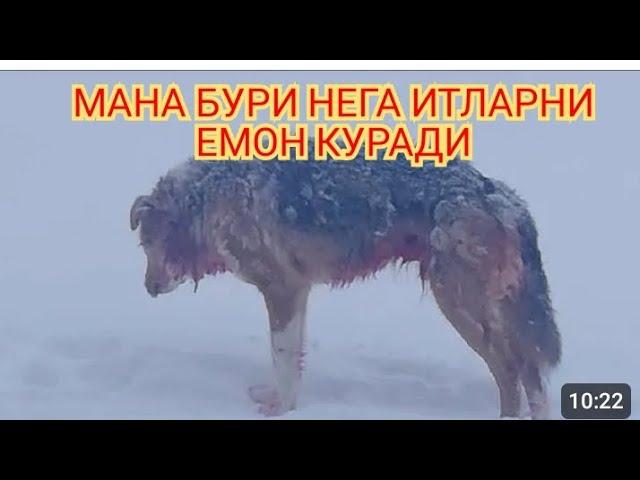 Мана нега бурилар итларни ёмон куради Ромео бури хакида #конхур_бурилар #обуна_булинг