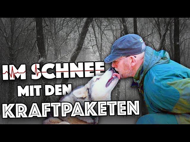 ERLEBE DIESE KRAFT: Mit Schlittenhunden unterwegs