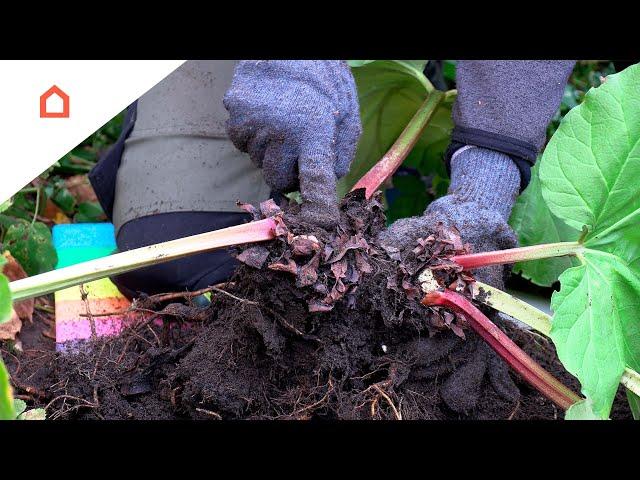 Sådan deler du og genplanter dine rabarber