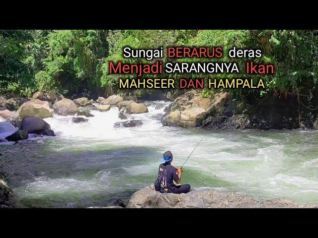 Berburu ikan mahseer di sungai pedalaman hutan Kalimantan Timur