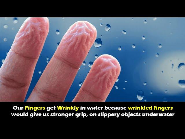 Why our fingers get wrinkly in water