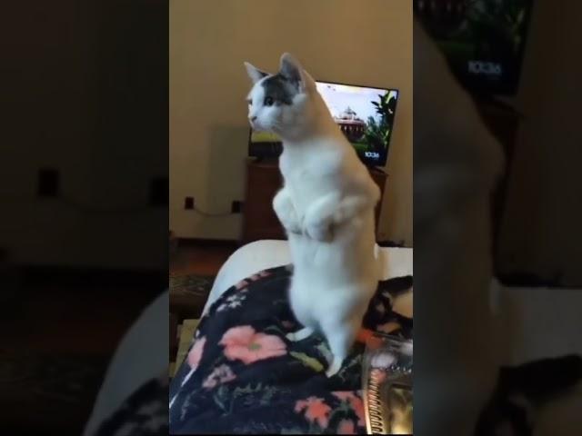 WTF#pet moment caught on camera #amazing moment#funny #dog#cat