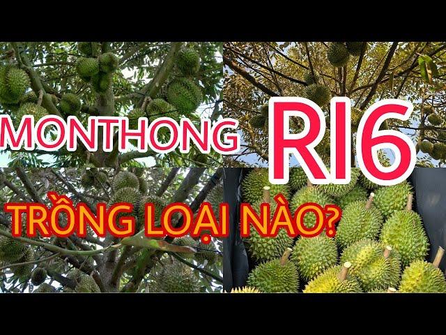 Nên trồng Ri6 hay MonThong? Giống nào dễ trồng dễ thu trái?