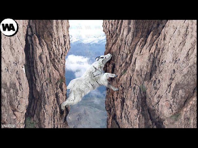 This Is Why a Goat Risks Its Life