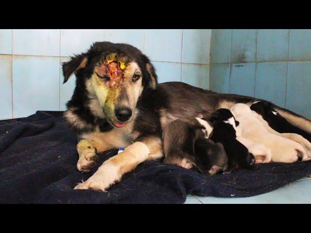 Mama dog keeps babies alive despite life-threatening wound…