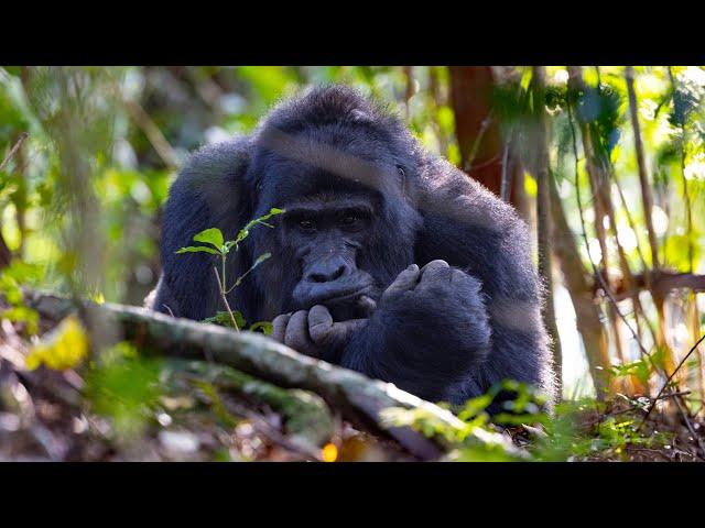 Mountain Gorilla habituation in Uganda