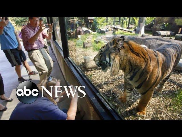 Sanjiv the tiger attacks zookeeper