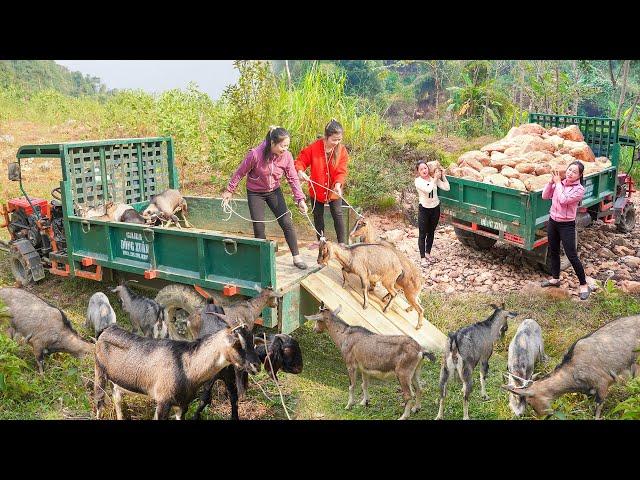 Use Trucks To Many Of Rocks For Thanh Hien Farm - Transporting Goats For Xuan - Free Life