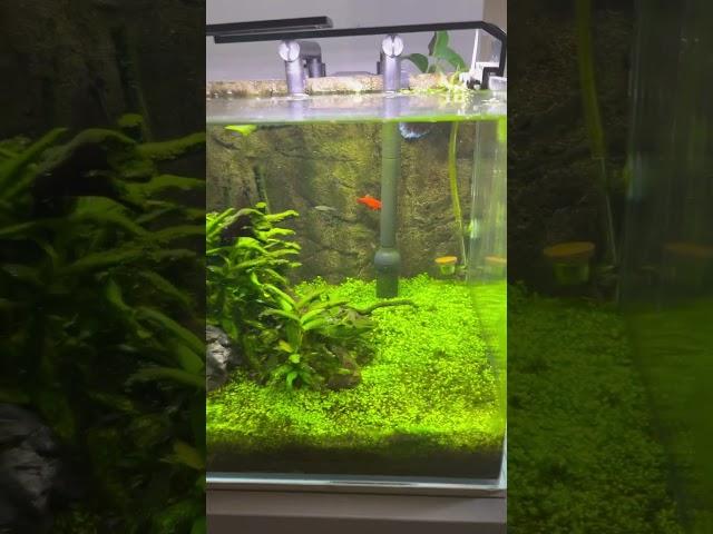  planted setup || platy fish || tetra fish #plantedtanksetup #shorts