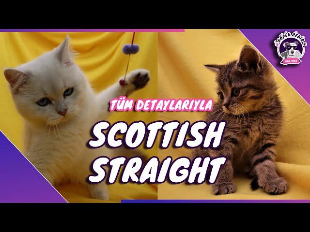 Scottish Straight(DİK KULLAKLI SEVECEN İSKOÇ KEDİSİ)