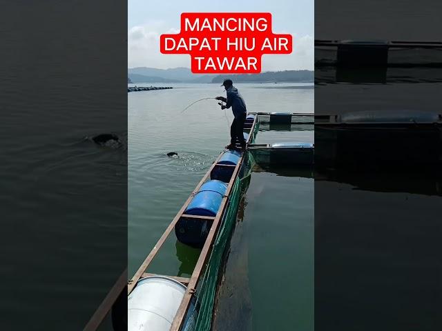 Hiu air tawar/patin jumbo #mancing #wadukwadaslintang #shortvideo