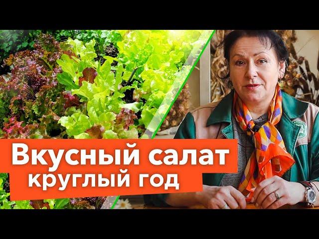 ВСЁ, ЧТО ВЫ ХОТЕЛИ ЗНАТЬ О САЛАТЕ И ДАЖЕ БОЛЬШЕ! Восхитительные сорта и секреты выращивания салата