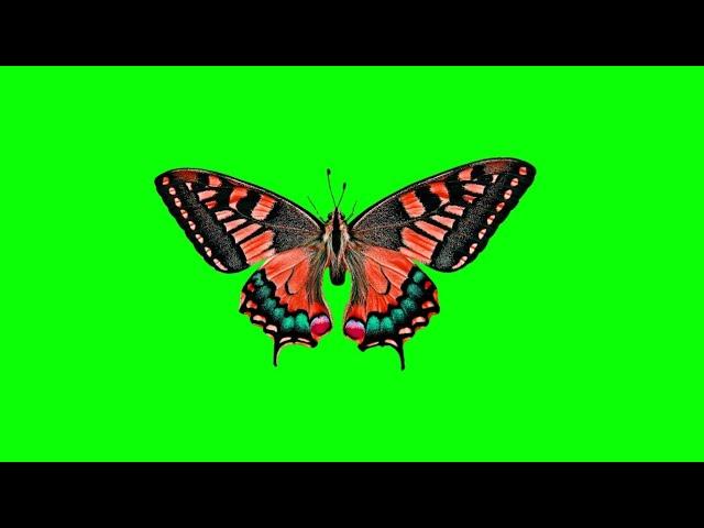 green screen butterfly for chroma key | Vidtricks