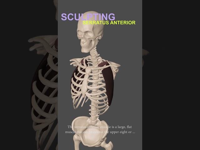 Master 3D Sculpting Anatomy | Serratus Anterior Muscles in ZBrush