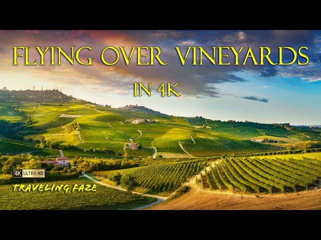 It's HAPPY HOUR!! Vineyards Around the World in 3 Hours [4K] [SCREENSAVER]