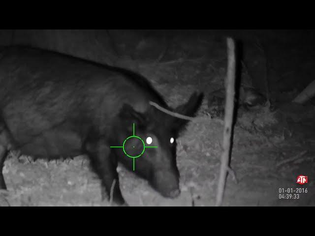 Killing a hog with a .22 Gamo Swarm Magnum 10x with an ATN Night Vision X-Sight II 5-20x scope.