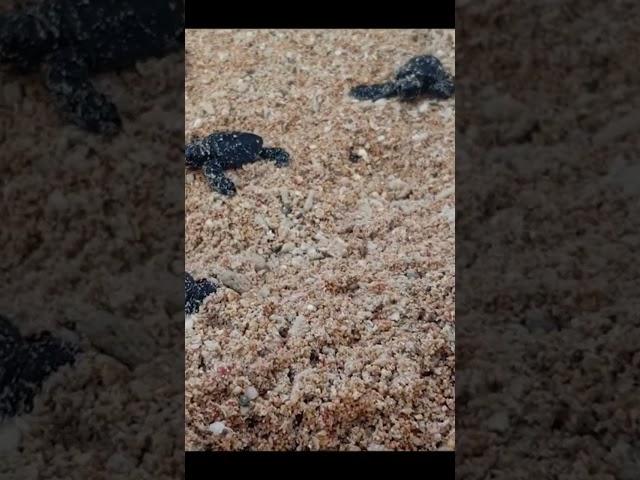 Baby loggerhead turtles  #worldoceansday #worldoceanday #babyturtles