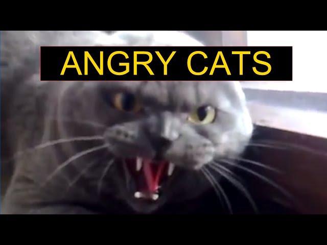 Angry Cats Compilation - Funny Cats Compilation
