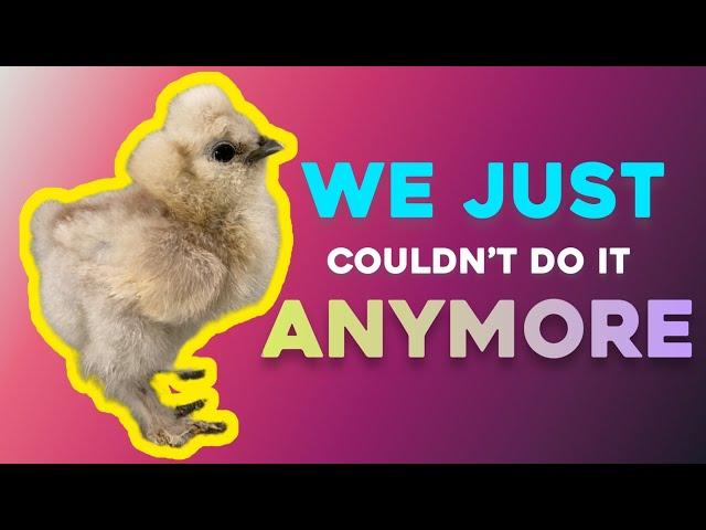 It Was Just Too Overwhelming   | Silkie Chickens | Backyard Chickens