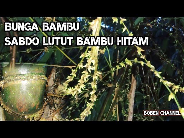 B4MBU H1T4M. BOBEN CHANNEL