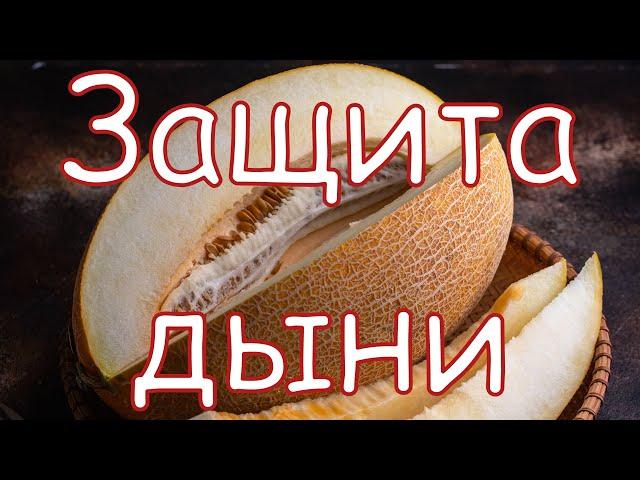 Защита дыни. Технология от Аллея Вкуса