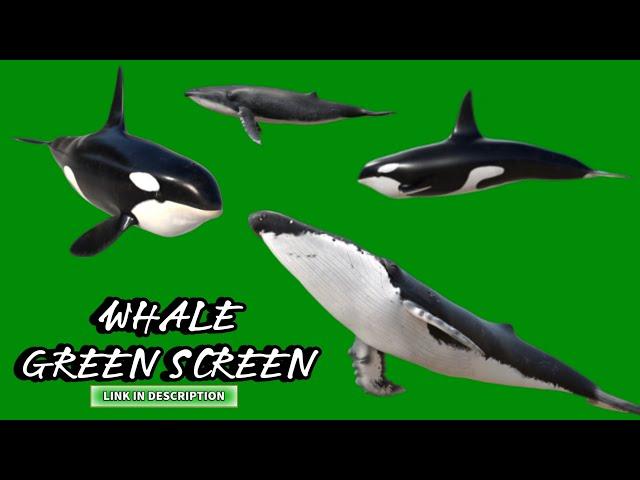 WHALE GREEN SCREEN ANIMATION NO COPYRIGHT