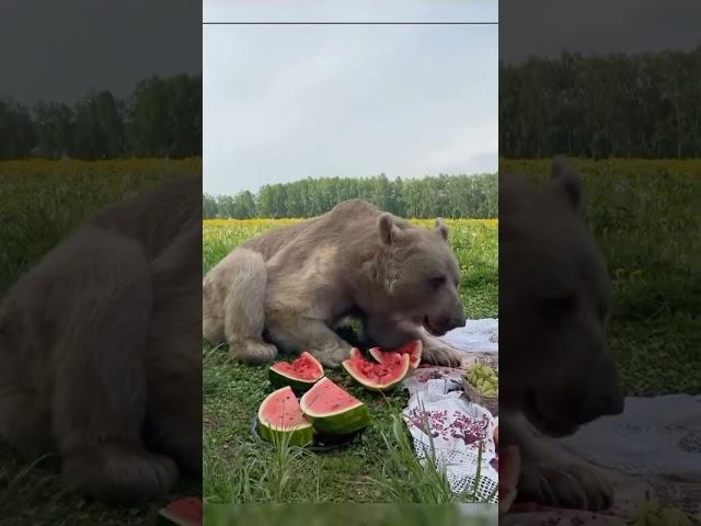 #bhalu eats#watermelon#chicago bears camp#youtube#youtubeshorts