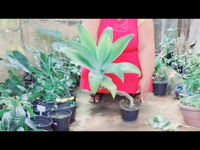 How to Prune Agate Attenuata Garden Plant #plants #garden