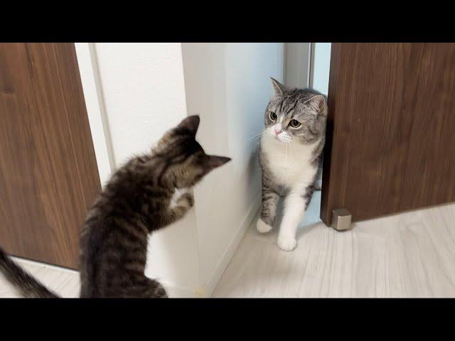 保護した子猫ともち様が初対面したら予想外のとんでもない展開になっちゃいました…