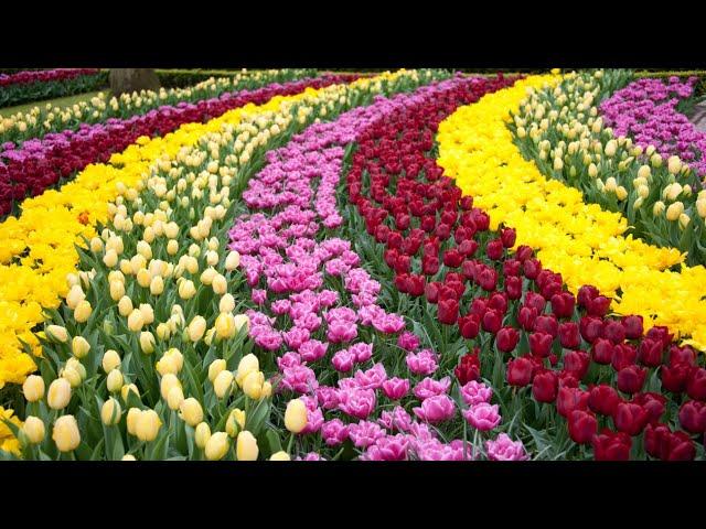 DER KEUKENHOF IN HOLLAND - Der wohl schönste und bunteste Frühlings-Blumen-Park der Welt! TEIL 1