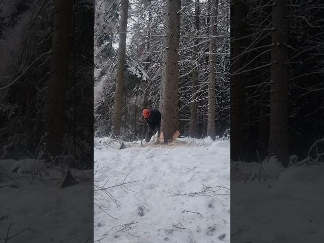 Dicke Käferfichte fällen mit der Husqvarna 560XP MK2. First run!