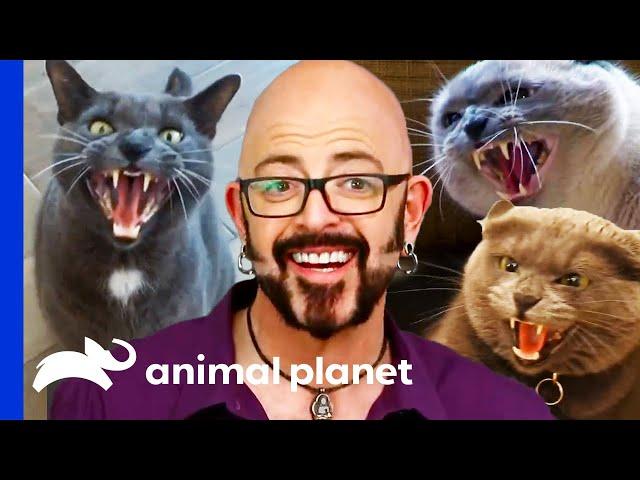 Cats Behaving Badly | My Cat From Hell