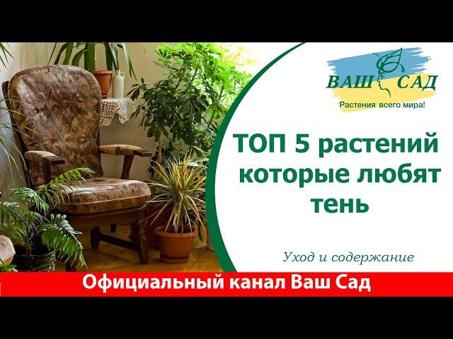 ТОП 5 тенелюбивых растений. Ваш сад