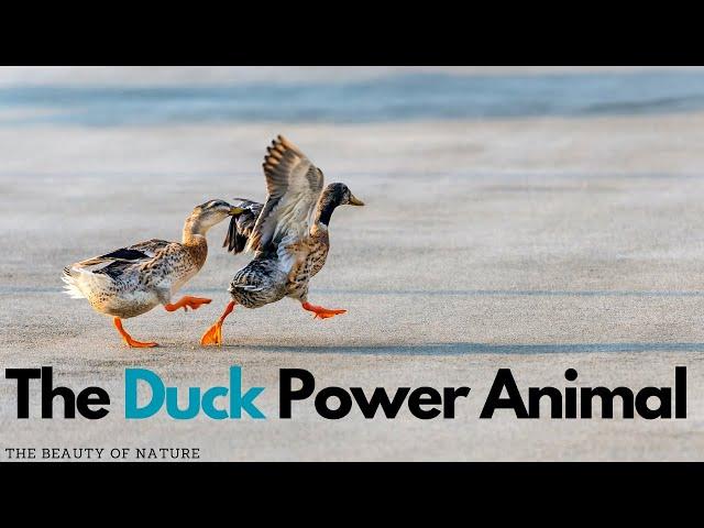 The Spiritual Power of Ducks: Exploring the Symbolism and Meaning of the Duck Power Animal