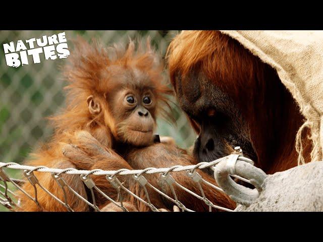 Surprise Orangutan Birth Shocks Zookeepers | The Secret Life of the Zoo | Nature Bites