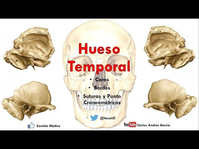 Anatomía - Hueso Temporal (Escama, Peñasco, Procesos Mastoideos)