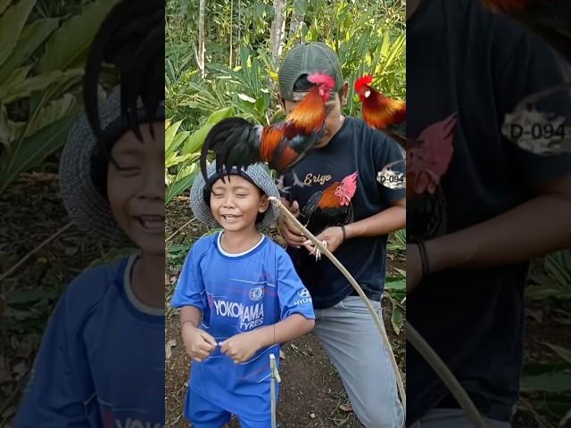 Dapat ayam hutan bikin sibocil senang#diy #craft #video #viral #trending #shorts