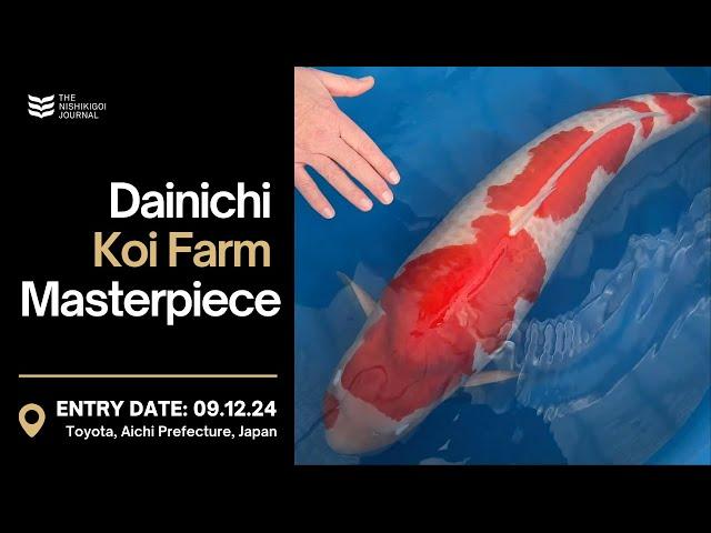 This Koi from Dainichi Will Blow Your Mind! | The Nishikigoi Journal | EP #064