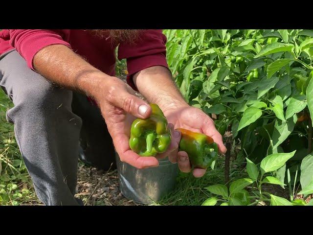 Get a bigger pepper harvest